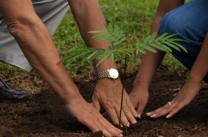 The Basics of Planting a Tree